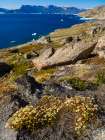 Rockfoil in tundra of Itilliarsuup Kangerlua Fjord part of Uummannaq Fjord, northwest of Greenland. Art Print